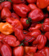 BIO Chilli Habanero červené - Capsicum chinense - bio semena - 6 ks