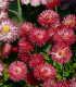 Sedmikráska Roggli červená - Bellis perennis - semena - 50 ks