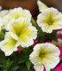 Petúnie Lavina Žlutá hvězda F1 - Petunia pendula - semena - 20 ks