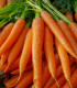 BIO Mrkev Amsterdam - Daucus carota - bio semena - 300 ks