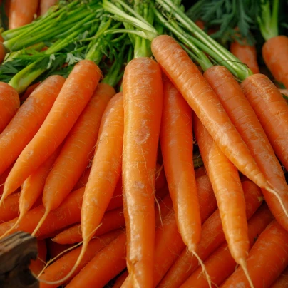 BIO Mrkev Amsterdam - Daucus carota - bio semena - 300 ks