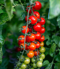 Rajče Crokini F1 PhR - Solanum lycopersicum - semena - 7 ks