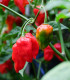 BIO Chilli Salsa - Capsicum annuum - bio semena - 7 ks