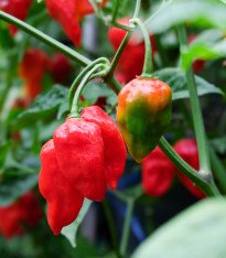 BIO Chilli Salsa - Capsicum annuum - bio semena - 7 ks