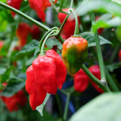 BIO Chilli Salsa - Capsicum annuum - bio semena - 7 ks