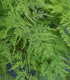 Chřest hustokvětý - Asparagus plumosus - semena - 15 ks