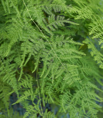 Chřest hustokvětý - Asparagus plumosus - semena - 15 ks
