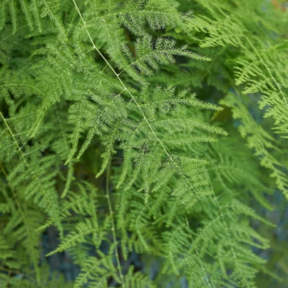 Chřest hustokvětý - Asparagus plumosus - semena - 15 ks