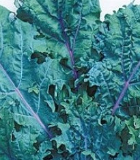 Kedluben červený ruský - Brassica oleracea - semena - 0,5 g