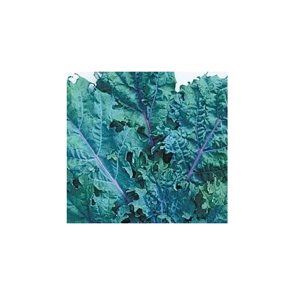 Kedluben červený ruský - Brassica oleracea - semena - 0,5 g