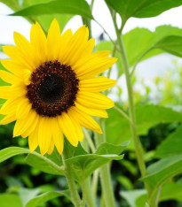 Slunečnice Sunspot - Helianthus annuus - semena - 15 ks