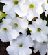Petúnie Cascata F1 White - Petunia x atkinsiana - semena - 10 ks