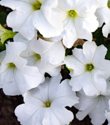 Petúnie Cascata F1 White - Petunia x atkinsiana - semena - 10 ks