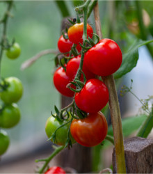 Semena rajčete – Rajče Gardeners Delight – Solanum lycopersicum