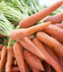 BIO Mrkev Laguna F1 - Daucus carota - bio semena - 200 ks