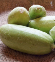 Zeleninový meloun Carosello Baresey - Cucumis flexuosus - semena - 7 ks