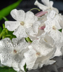 Netýkavka Accent F1 bílá - Impatiens walleriana - semena - 20 ks