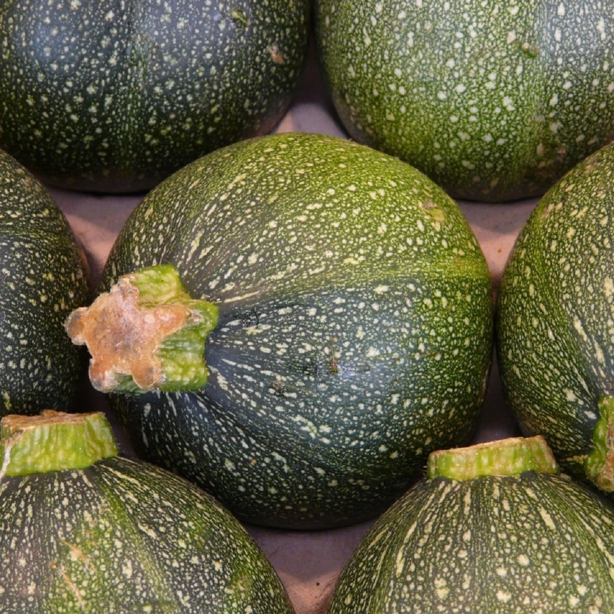 Cuketa Eight Ball F1 kulatá - Cucurbita pepo - semena - 4 ks