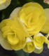 Begonie Nonstop žlutá - Begonia tuberhybrida - cibuloviny - 2 ks