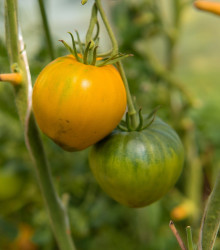 BIO semena rajčete – BIO Rajče Heart of Gold – Solanum lycopersicum