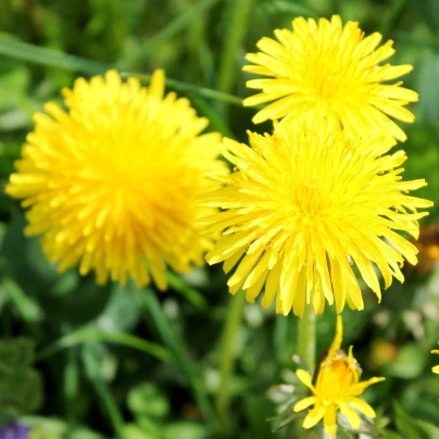 BIO Pampeliška - Taraxacum officinalis - bio semena - 400 ks