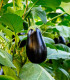 BIO Lilek Meronda - Solanum melongena - bio semena - 15 ks