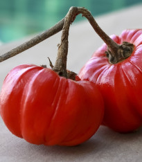 Okrasný lilek Goyo - Solanum melongena - semena - 10 ks