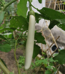 Lilek Bílý Rytíř F1 - Solanum aethiopicum - semena - 10 ks