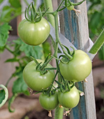 BIO Rajče White Beauty - Solanum lycopersicum - bio semena - 20 ks