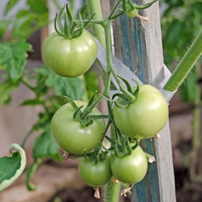 BIO Rajče White Beauty - Solanum lycopersicum - bio semena - 20 ks