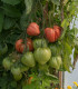Rajče tyčkové Oxheart - Solanum lycopersicum - semena - 20 ks