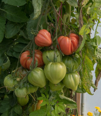 Rajče tyčkové Oxheart - Solanum lycopersicum - semena - 20 ks