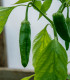 Chilli Aji Pineapple - Capsicum baccatum - semena - 7 ks