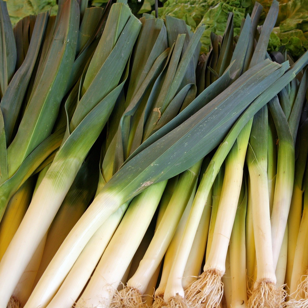 Pór pravý Starozagorski Kamuš - Allium porrum - semena - 200 ks