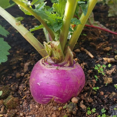 BIO Ředkev podzimní fialová - Raphanus sativus - bio semena - 80 ks