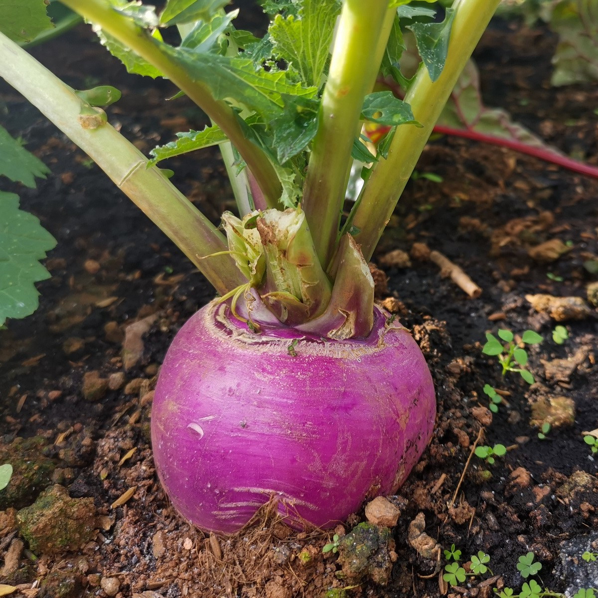 BIO Ředkev podzimní fialová - Raphanus sativus - bio semena - 80 ks