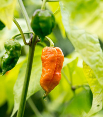 Chilli Bhut Jolokia oranžové - Capsicum chinense - semena - 15 ks