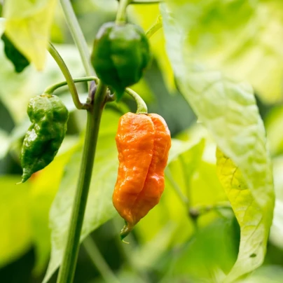 Chilli Bhut Jolokia oranžové - Capsicum chinense - semena - 15 ks