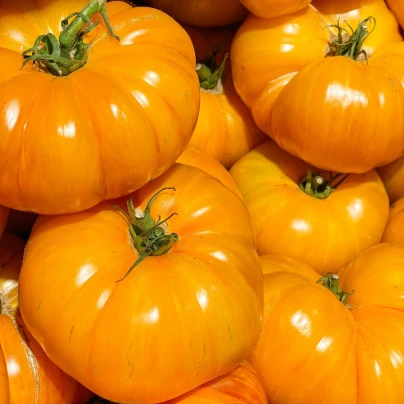 BIO Rajče Brandywine žluté - Solanum lycopersicum - bio semena - 7 ks