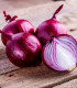 Cibule sazečka červená Red Ray F1 - Allium cepa - cibulky - 50 ks