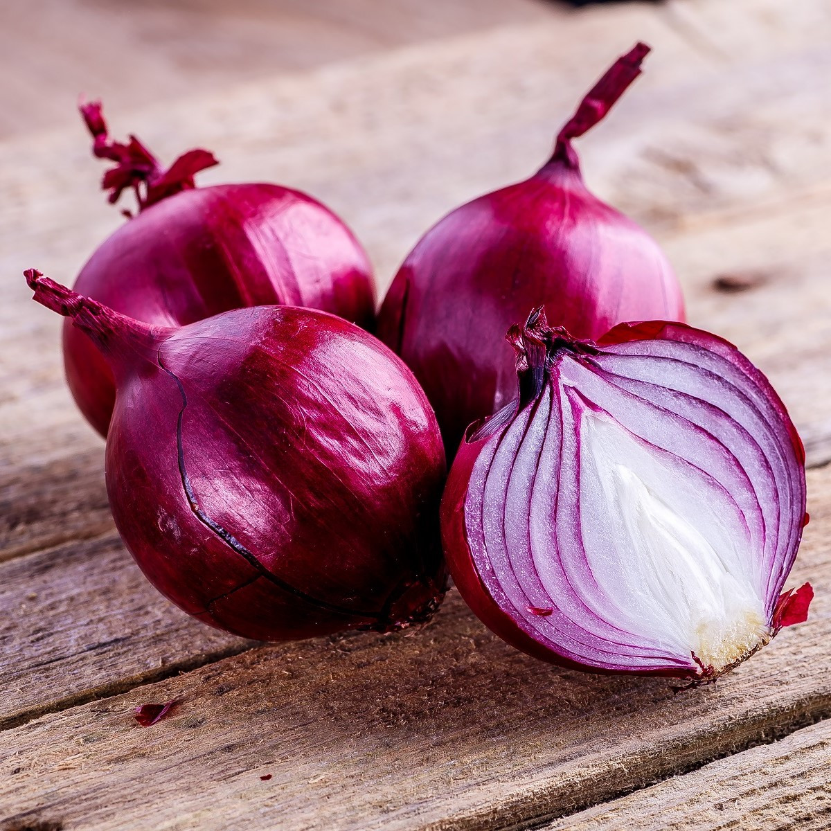 Cibule sazečka červená Red Ray F1 - Allium cepa - cibulky - 50 ks