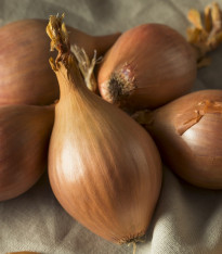 BIO Cibule sazečka Setton - Allium cepa - bio cibulky - 40 ks