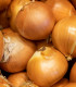 BIO Cibule sazečka Contado F1 - Allium cepa - bio cibulky - 50 ks