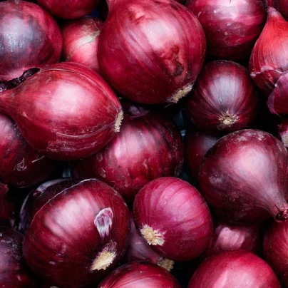 Cibule červená sazečka Rote  - Allium cepa - cibulky - 250 g