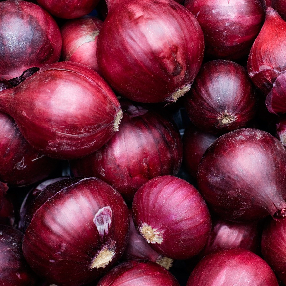 Cibule červená sazečka Rote  - Allium cepa - cibulky - 250 g