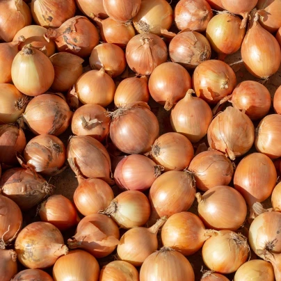 BIO Cibule sazečka Sturon - Allium cepa - bio cibulky - 60 ks