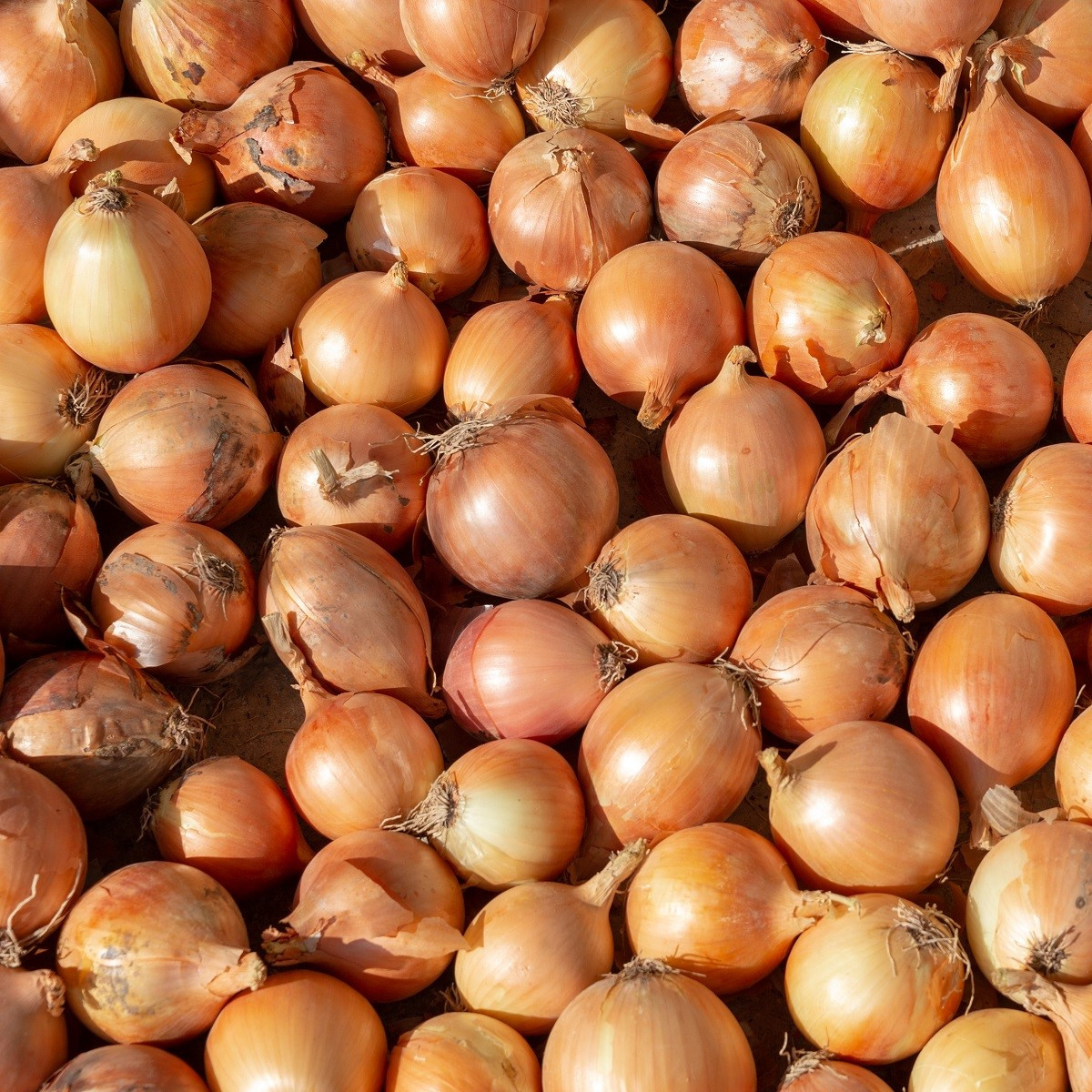 BIO Cibule sazečka Sturon - Allium cepa - bio cibulky - 60 ks