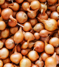 Cibule sazečka Štutgart - Allium cepa - cibulky - 500 g