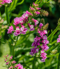 Limonka chobotnatá QIS Lavender - Limonium sinuatum - semena - 30 ks
