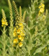 Divizna sápovitá - Verbascum phlomoides - semena - 0,1 g